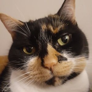 Meet your Posher, Athena